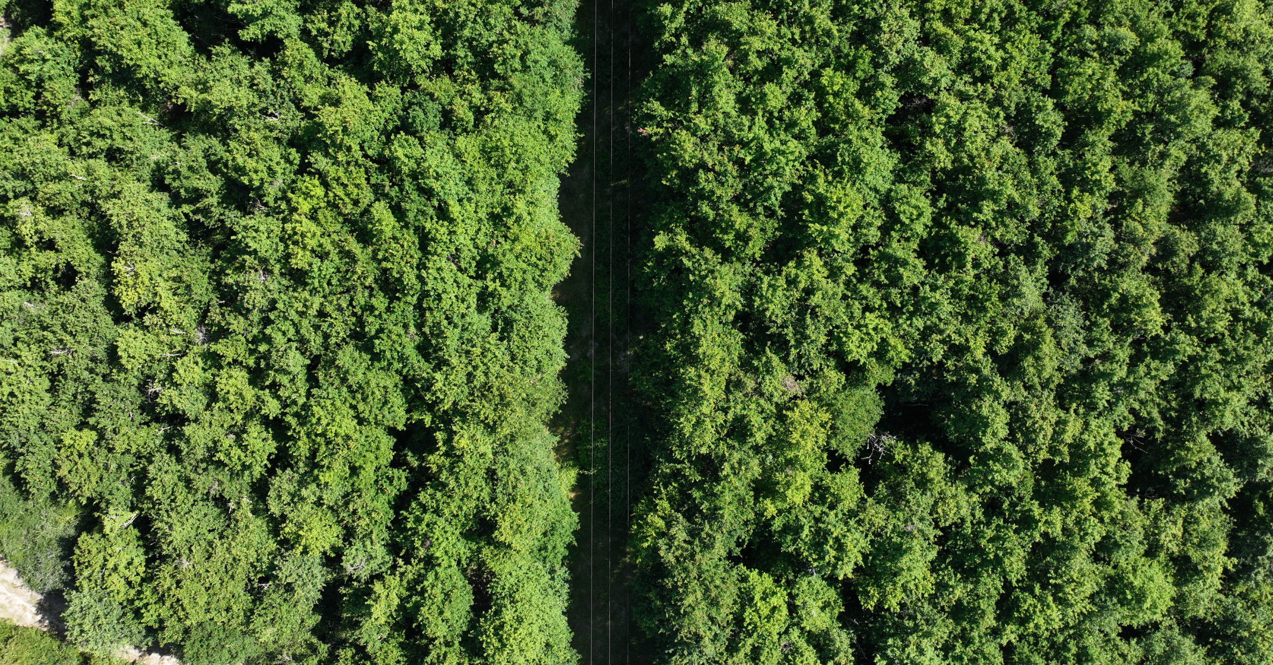 Mission drone LiDAR en Centre Val de Loire avec restitution précise d'un passage traversant la forêt