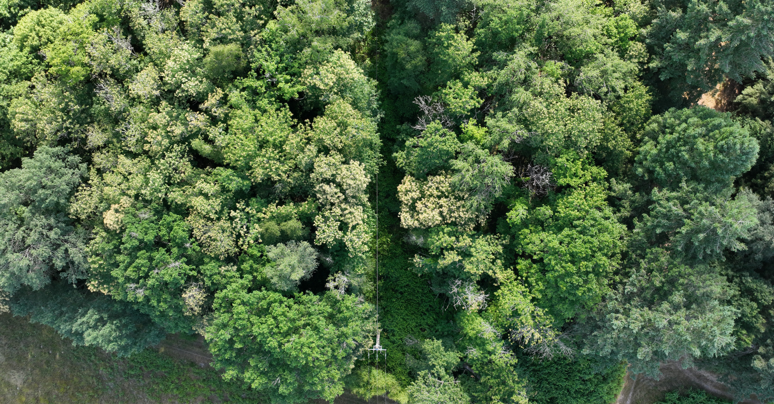Mission drone LiDAR en Centre Val de Loire pour l'étude de la structure d'un massif forestier