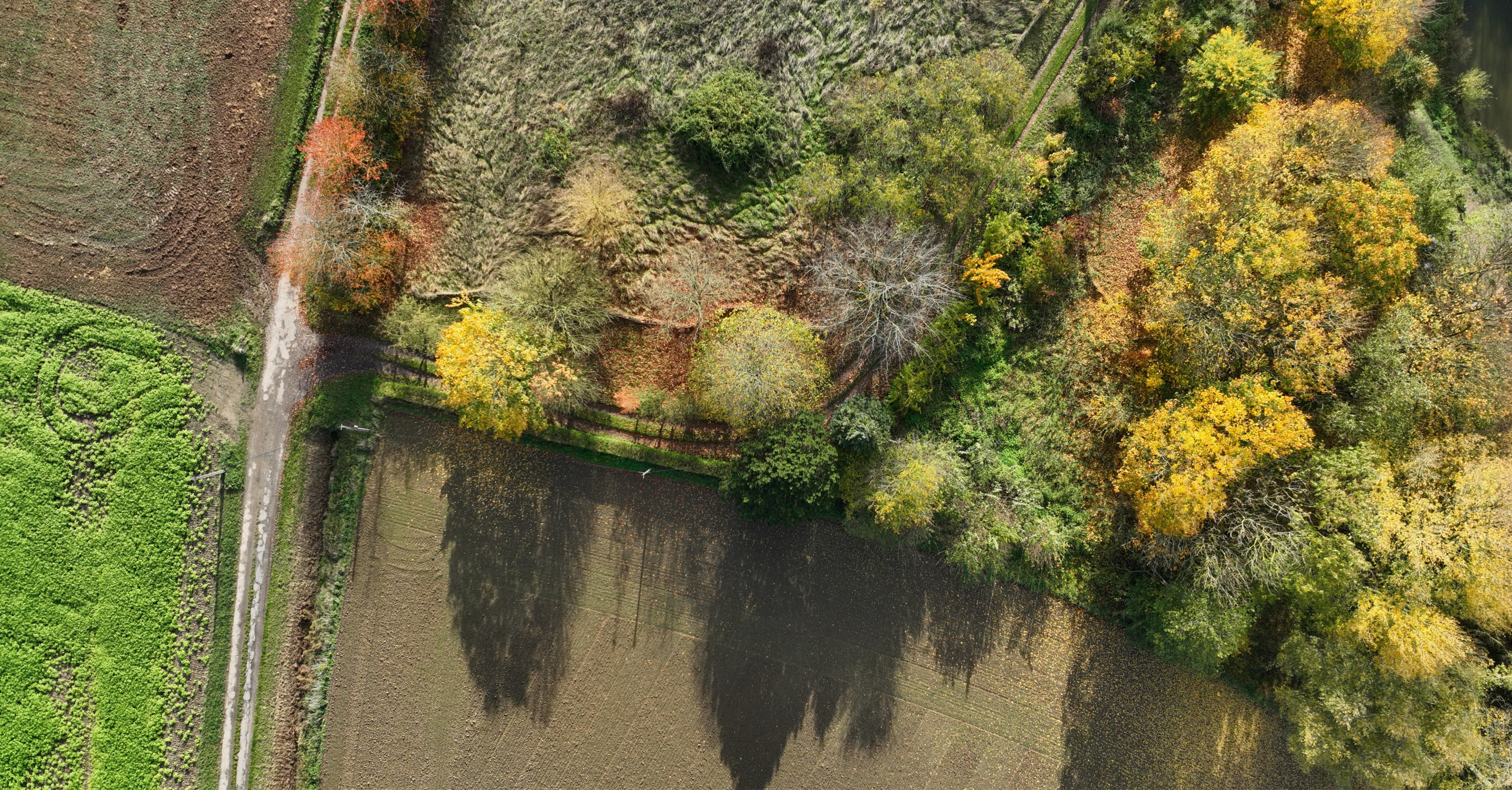Visualisation tridimensionnelle issue d'une mission drone LiDAR Mission drone LiDAR dans le Nord Pas-de-Calais avec restitution 3D d'un couvert arboré