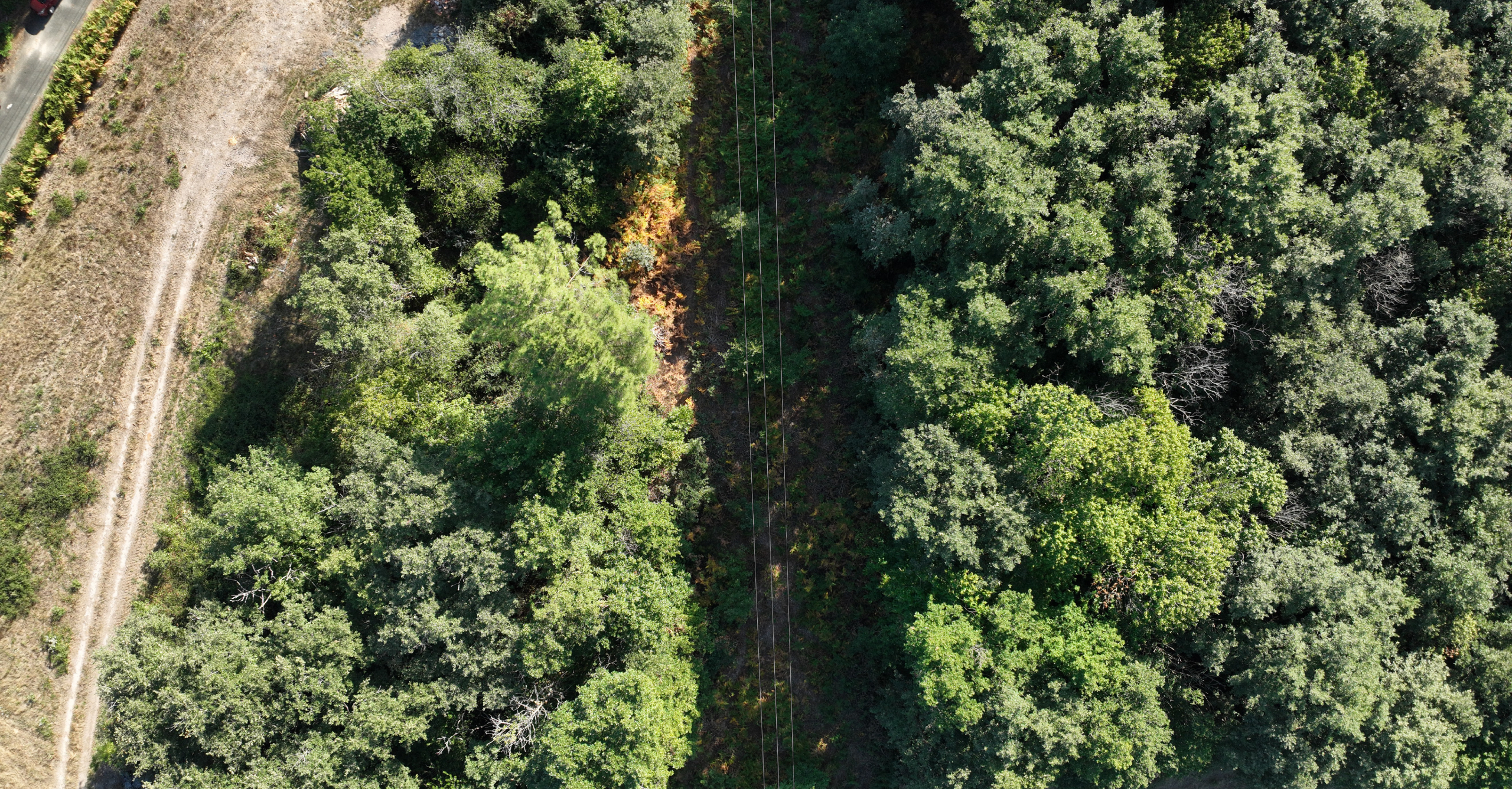 Numérisation lignes HTA et BT pour l'inspection d'un réseau électrique sous végétation Numérisation lignes HTA et BT par drone LiDAR dans une zone forestière des Pays de la Loire